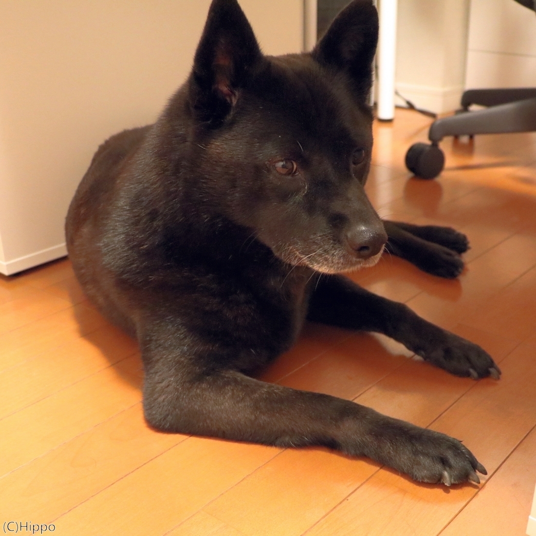 今日もくつろぐ甲斐犬 まいにちあれこれどれそれ